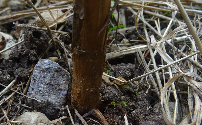 Epilobium hirsutum / Garofanino dacqua